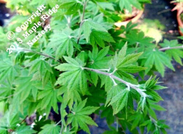 Acer japonicum 'Lovett' - mapleridgenursery